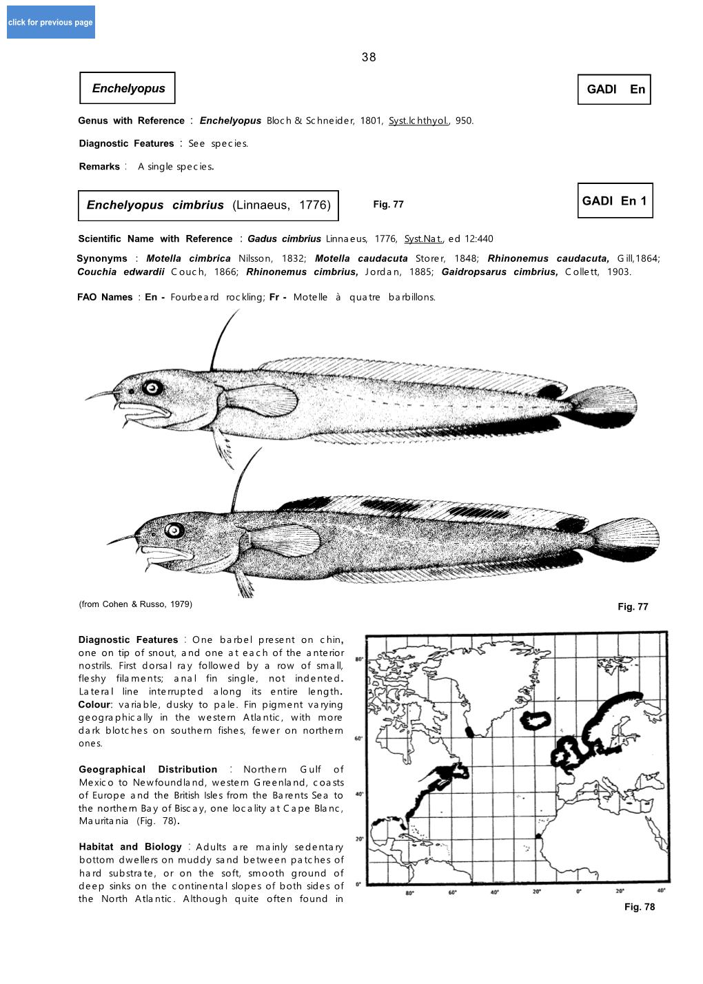 38 ' GADI En Enchelyopus Cimbrius (Linnaeus, 1776) GADI En 1