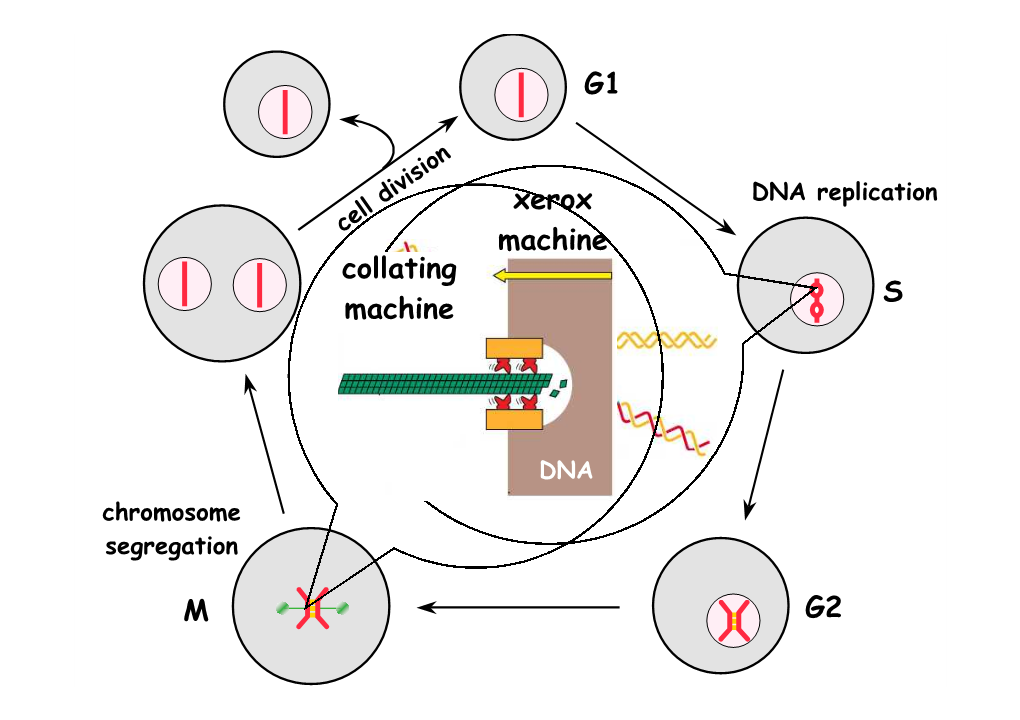 DNA Replication Cell Division Chromosome Segregation