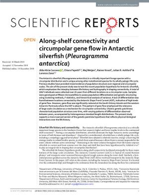 Along-Shelf Connectivity and Circumpolar Gene Flow in Antarctic