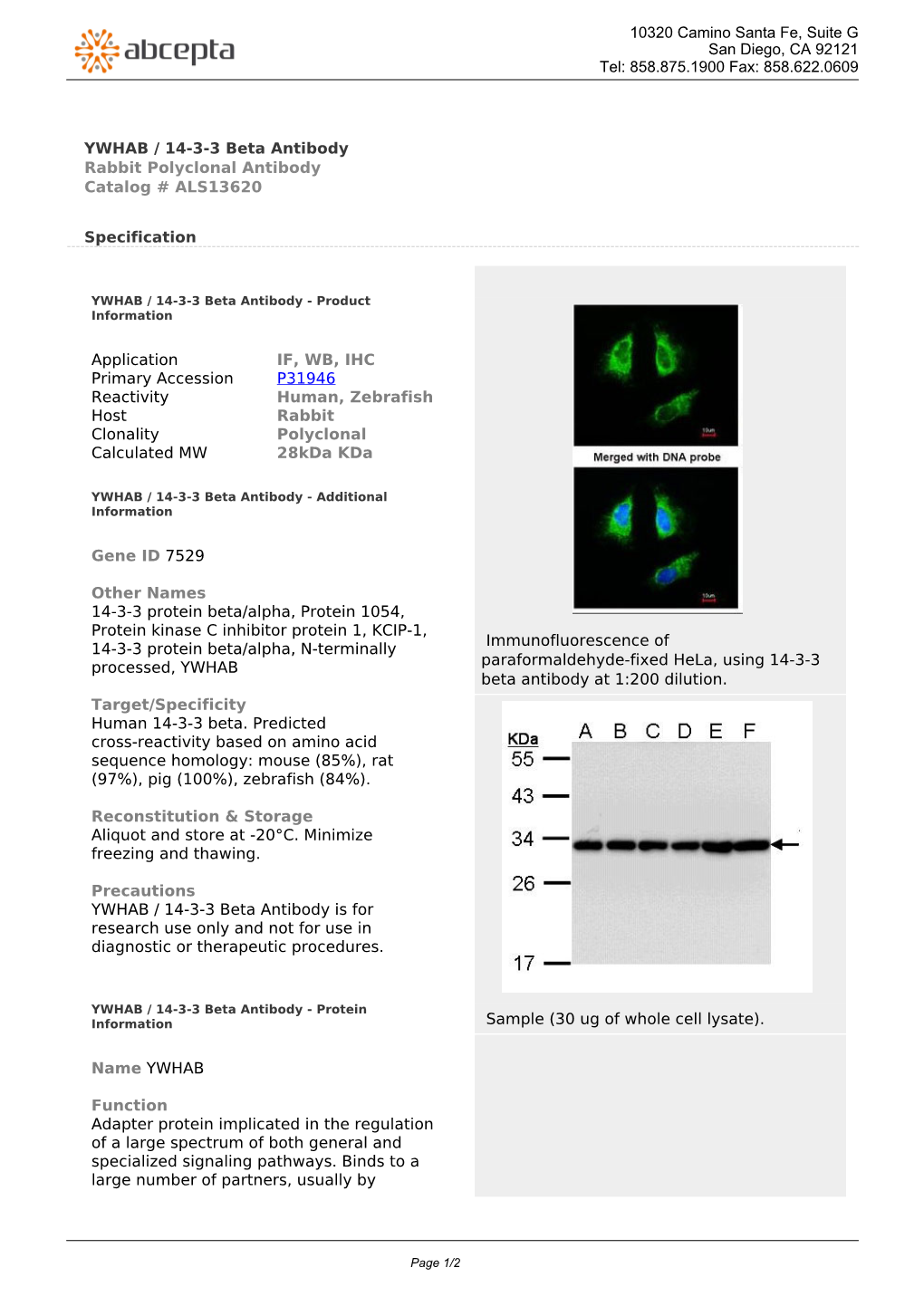 YWHAB / 14-3-3 Beta Antibody Rabbit Polyclonal Antibody Catalog # ALS13620