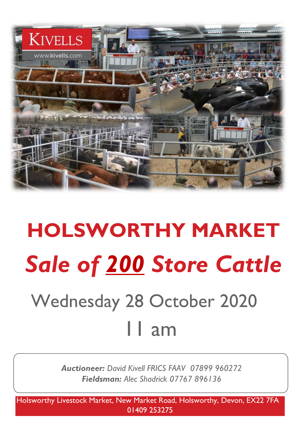 HOLSWORTHY MARKET Sale of 200 Store Cattle