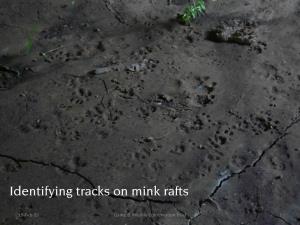 Identifying Tracks on Mink Rafts
