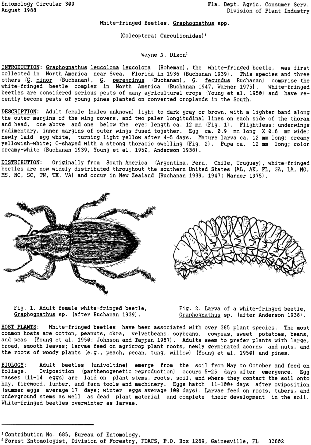 White-Fringed Beetles, Graphoqnathus Spp