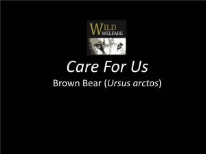 Brown Bear (Ursus Arctos) Animal Welfare