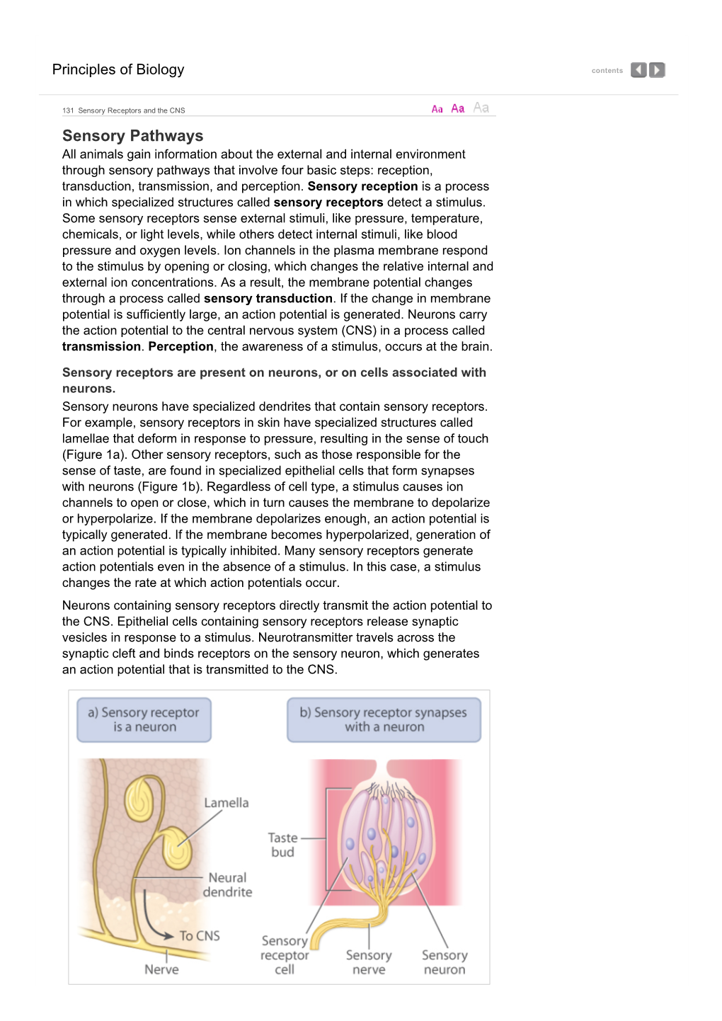 Sensory Pathways