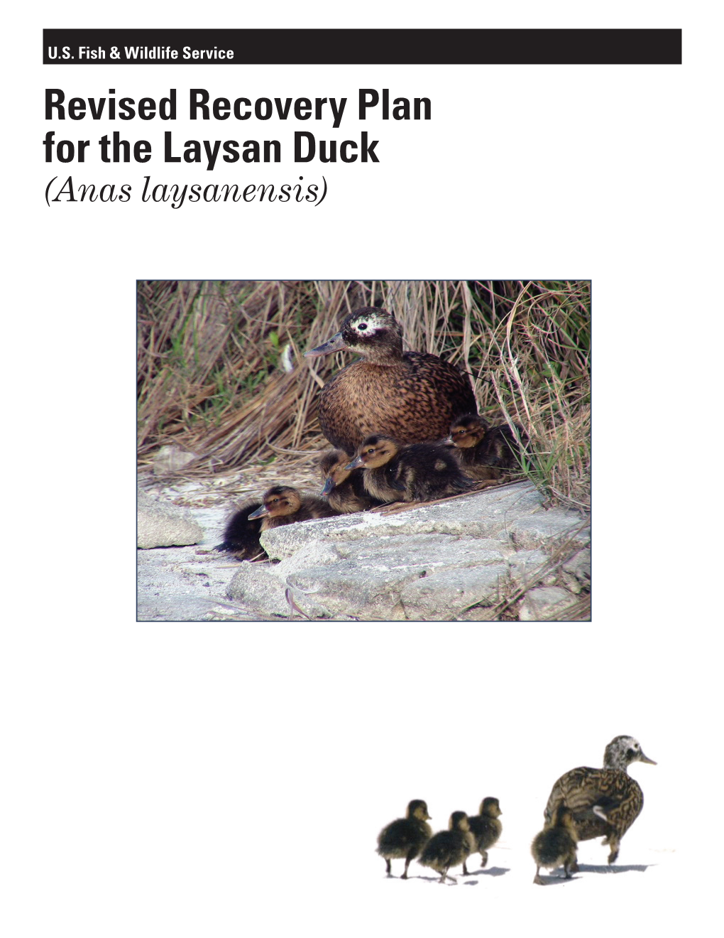 Revised Recovery Plan for the Laysan Duck