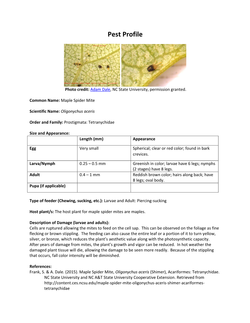 Maple Spider Mite