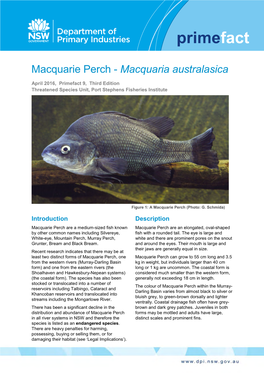 Macquarie Perch - Macquaria Australasica