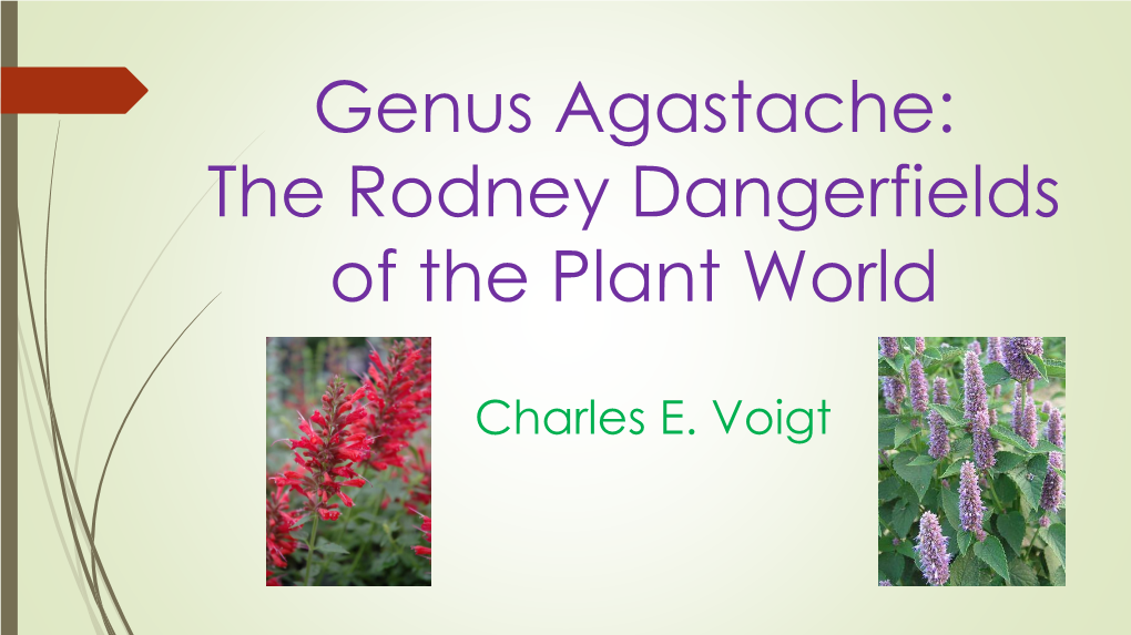 Genus Agastache: the Rodney Dangerfields of the Plant World