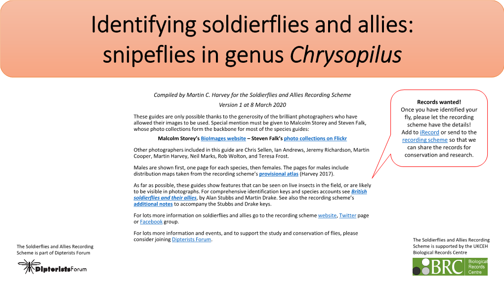 Chrysopilus ID Guide