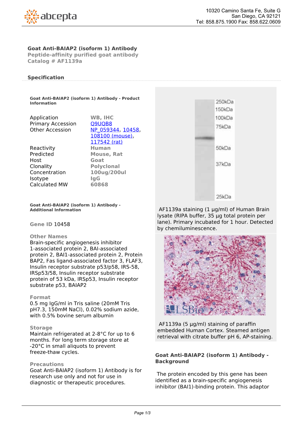 Goat Anti-BAIAP2 (Isoform 1) Antibody Peptide-Affinity Purified Goat Antibody Catalog # Af1139a