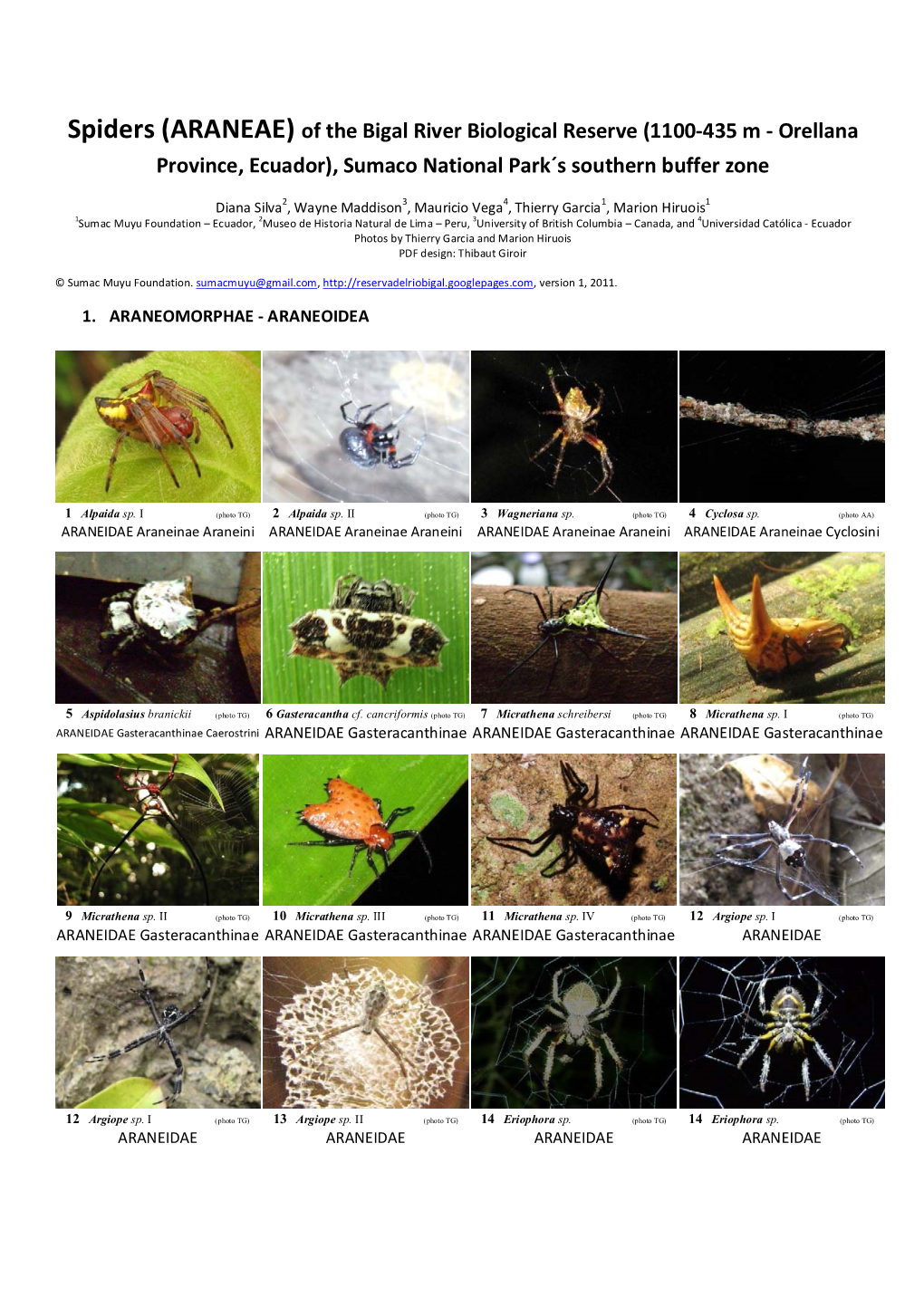 Spiders (ARANEAE) of the Bigal River Biological Reserve (1100-435 M - Orellana Province, Ecuador), Sumaco National Park´S Southern Buffer Zone