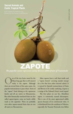 ZAPOTE the Popular Name Represents Many Diverse Edible Fruits of Guatemala