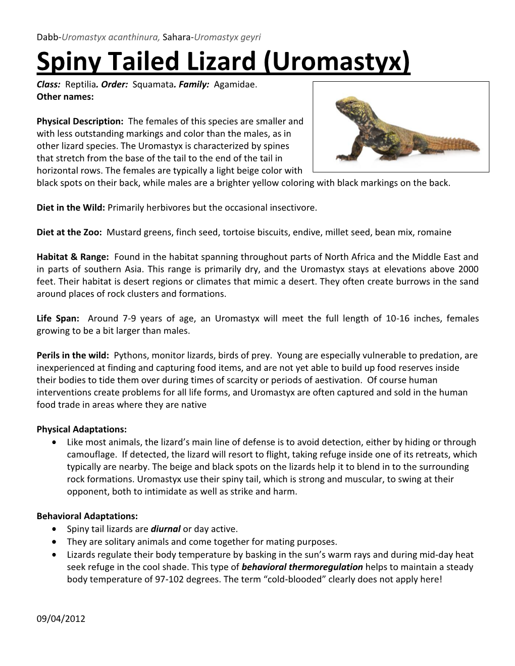 Spiny Tailed Lizard (Uromastyx) Class: Reptilia