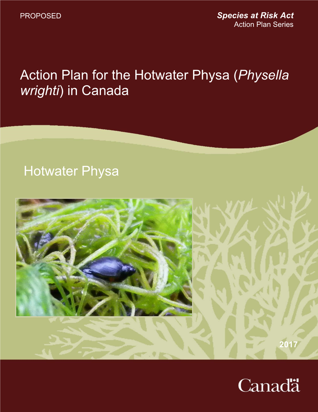 Action Plan for the Hotwater Physa (Physella Wrighti) in Canada [Proposed]