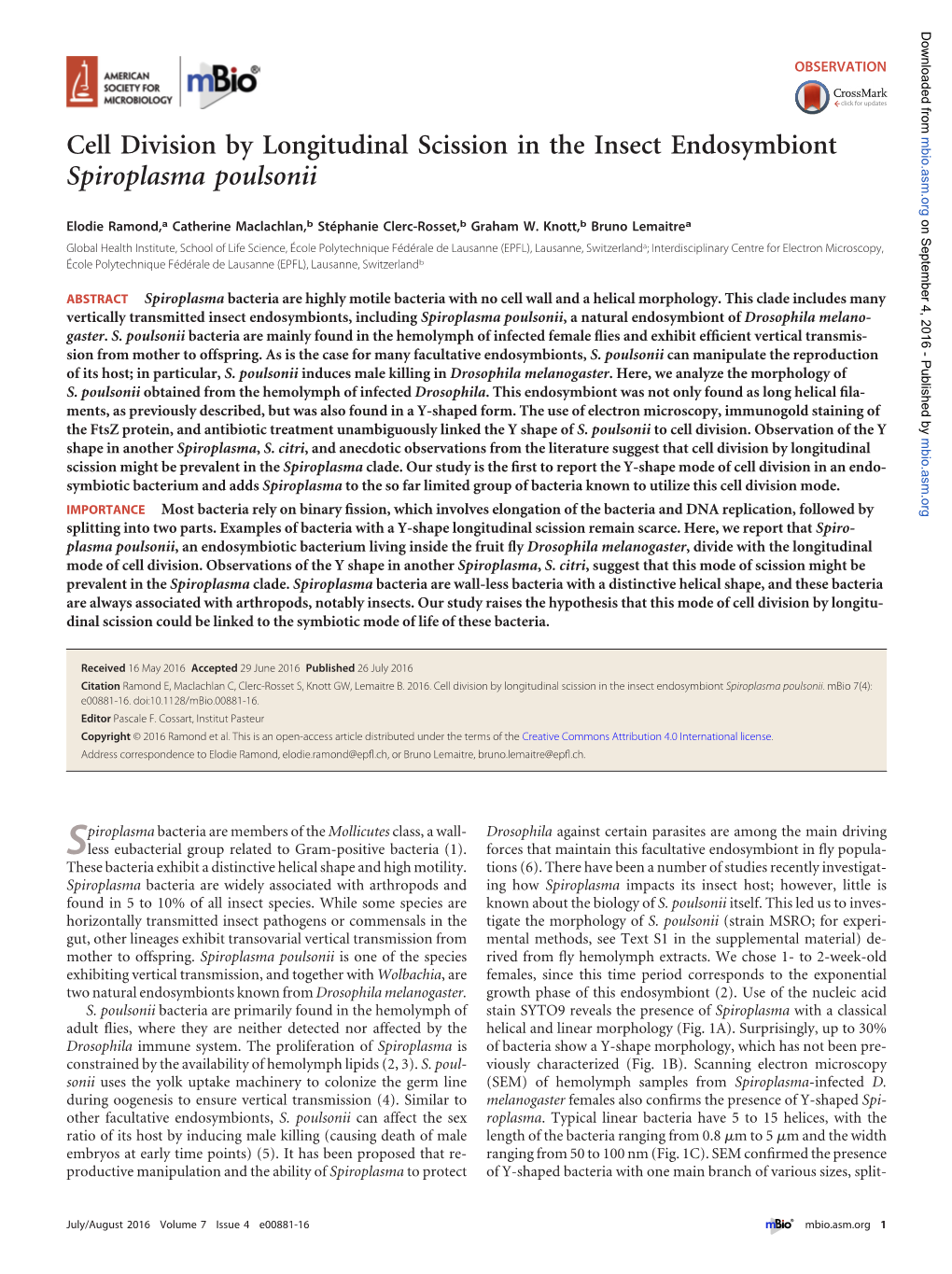 Cell Division by Longitudinal Scission in the Insect Endosymbiont