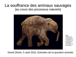 La Souffrance Des Animaux Sauvages (Au Cours Des Processus Naturels)