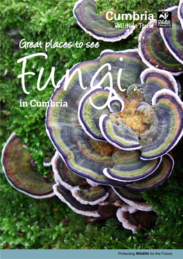 Fungiin Cumbria