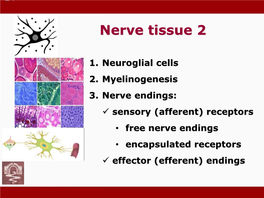 Nerve Tissue 2