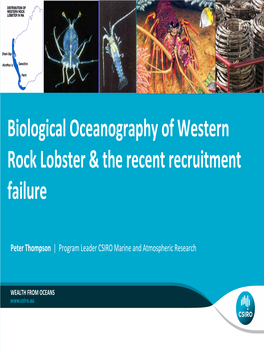 Biological Oceanography of Western Rock Lobster & the Recent Recruitment Failure