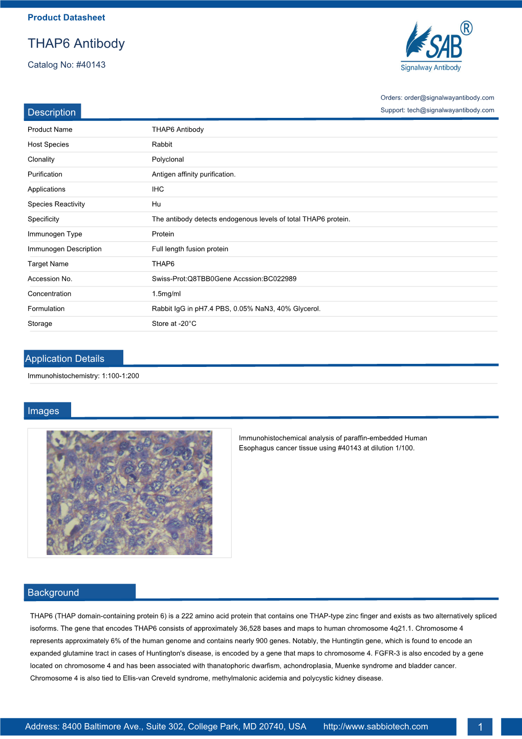 THAP6 Antibody