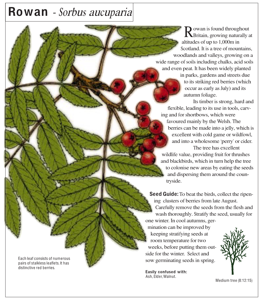 Rowan - Sorbus Aucuparia