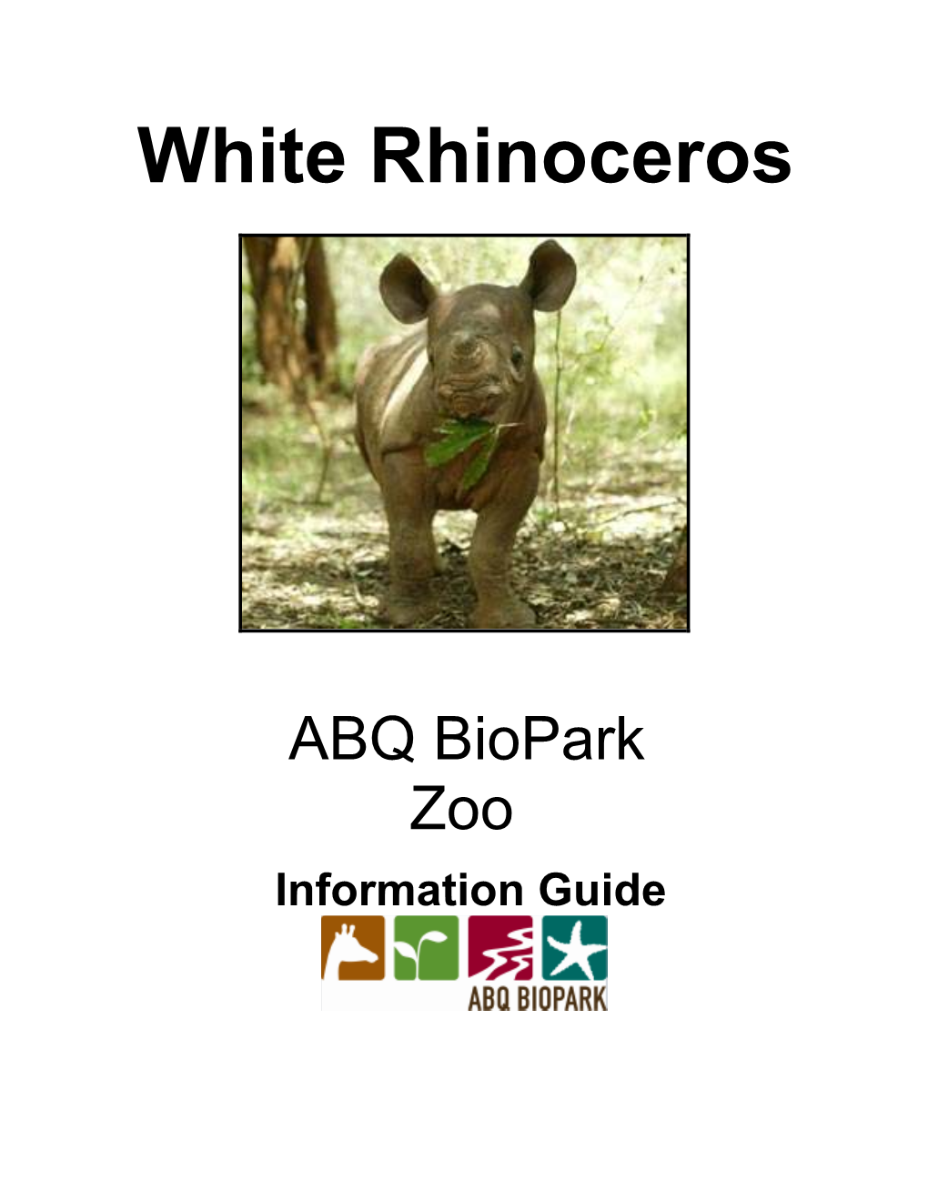 White Rhinoceros