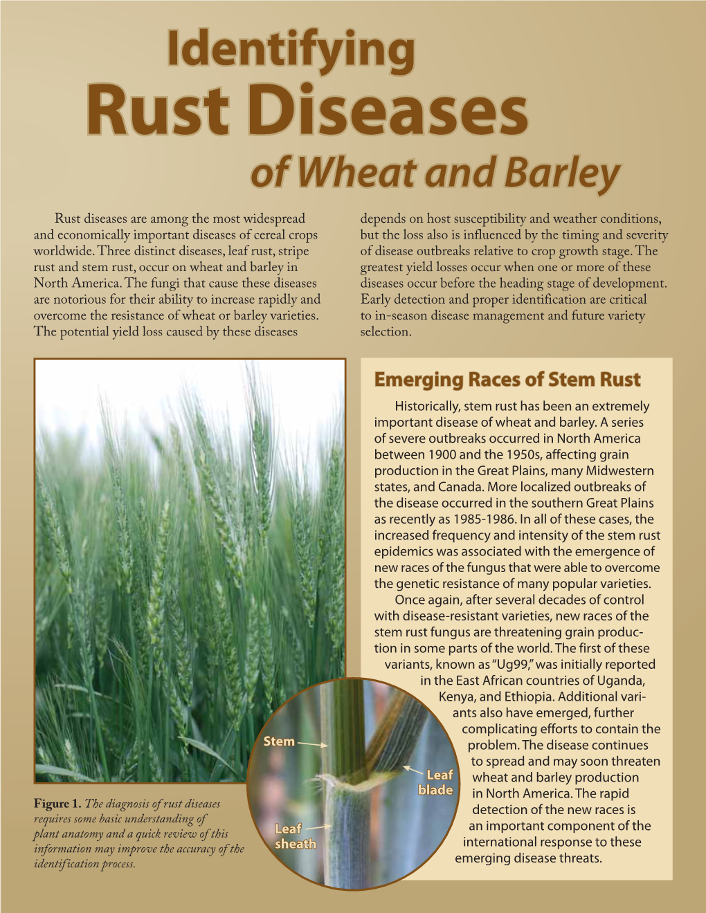 MF2919 Identifying Rust Diseases of Wheat and Barley