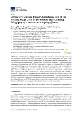 Laboratory Culture-Based Characterization of the Resting Stage Cells of the Brown-Tide-Causing Pelagophyte, Aureococcus Anophageﬀerens