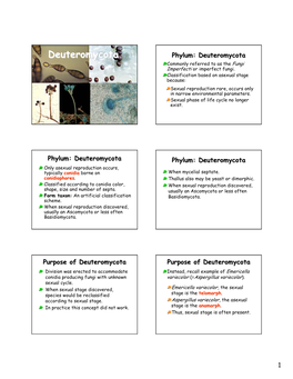 Deuteromycota Phylum: Deuteromycota Commonly Referred to As the Fungi Imperfecti Or Imperfect Fungi