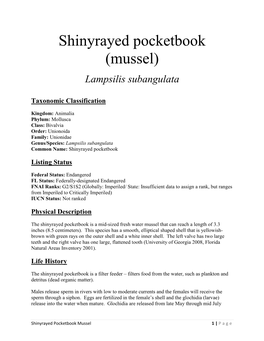 Shinyrayed Pocketbook (Mussel)