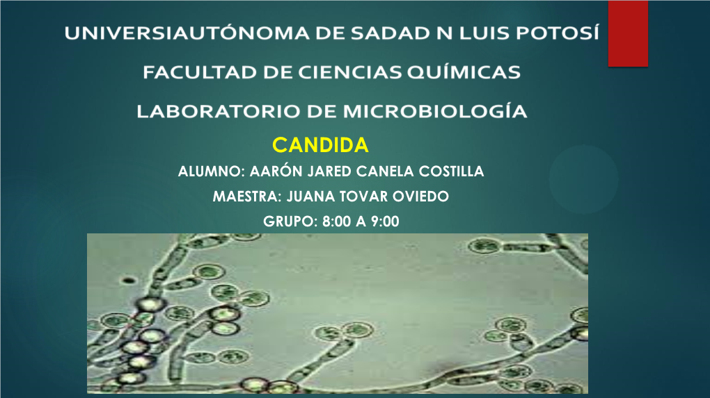 Candida Alumno: Aarón Jared Canela Costilla Maestra: Juana Tovar Oviedo Grupo: 8:00 a 9:00