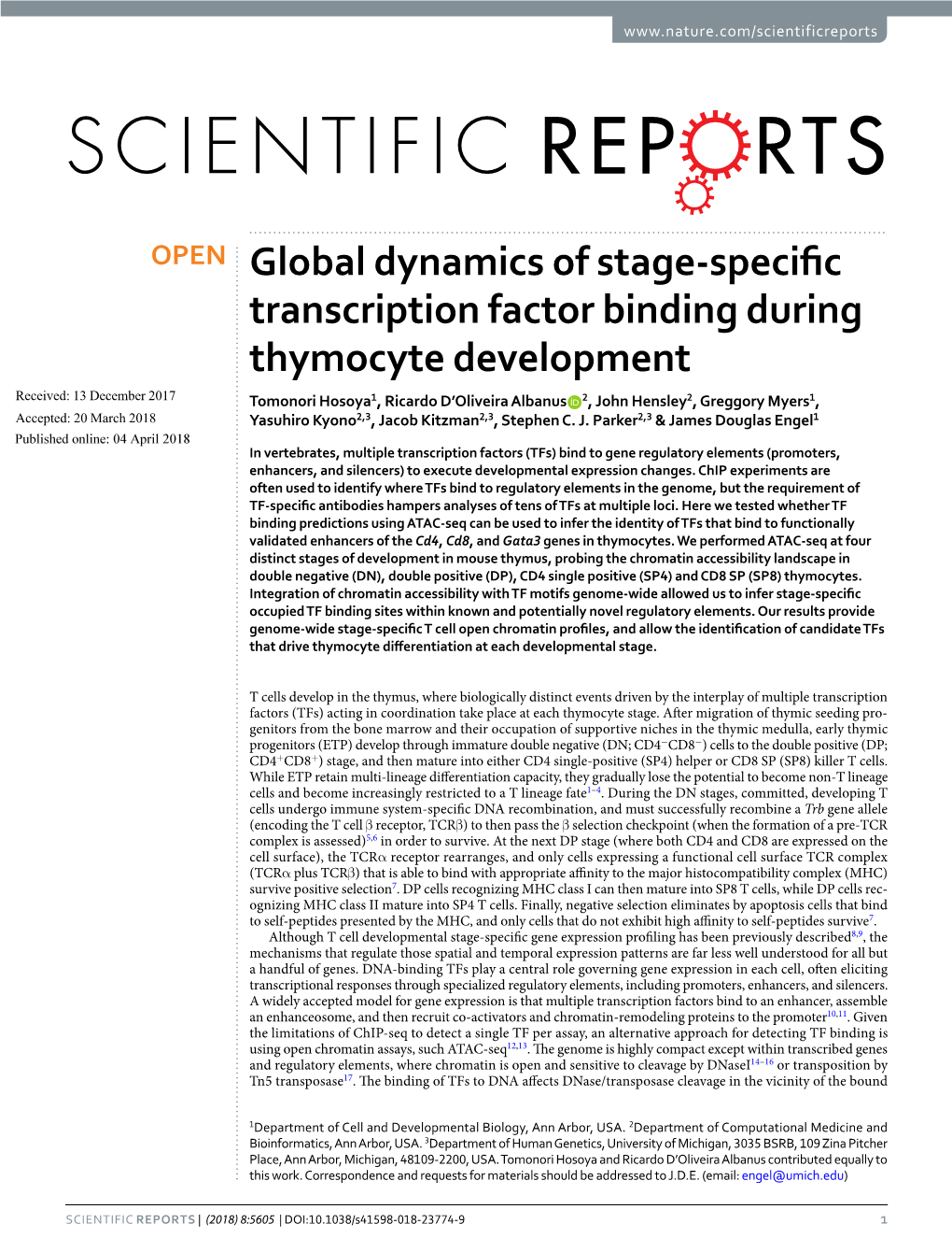 Global Dynamics of Stage-Specific Transcription Factor Binding During