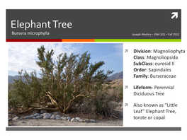 Elephant Tree Bursera Microphylla Joseph Medina – ENH 101 – Fall 2011