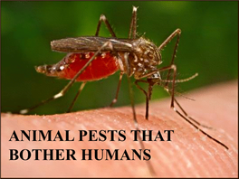 Animal Pests That Bother Humans