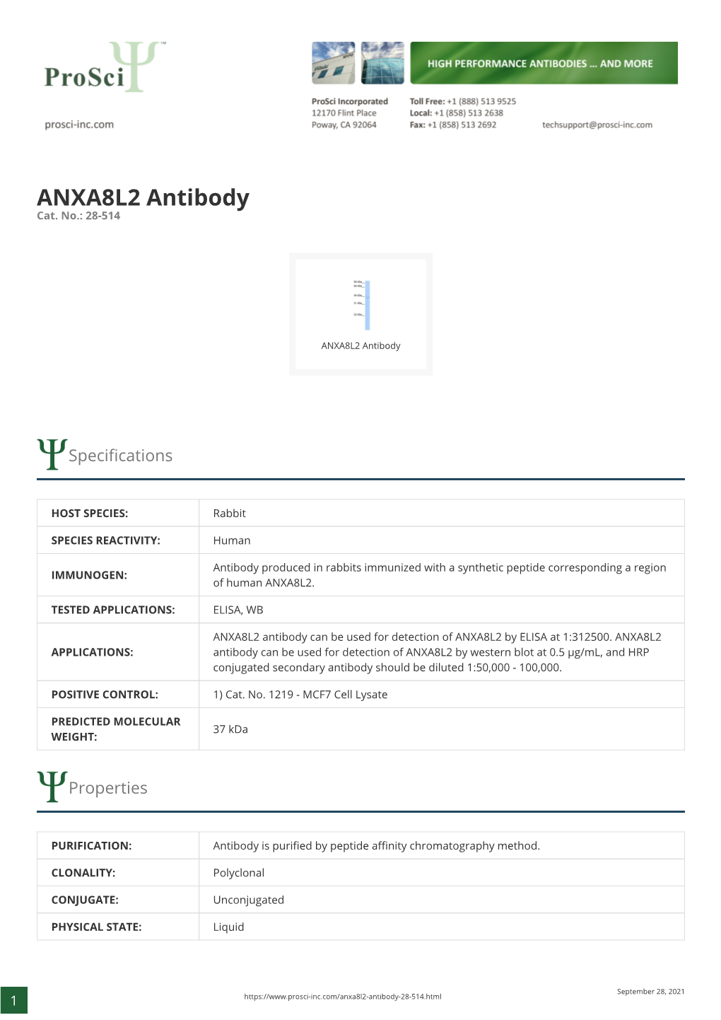 ANXA8L2 Antibody Cat