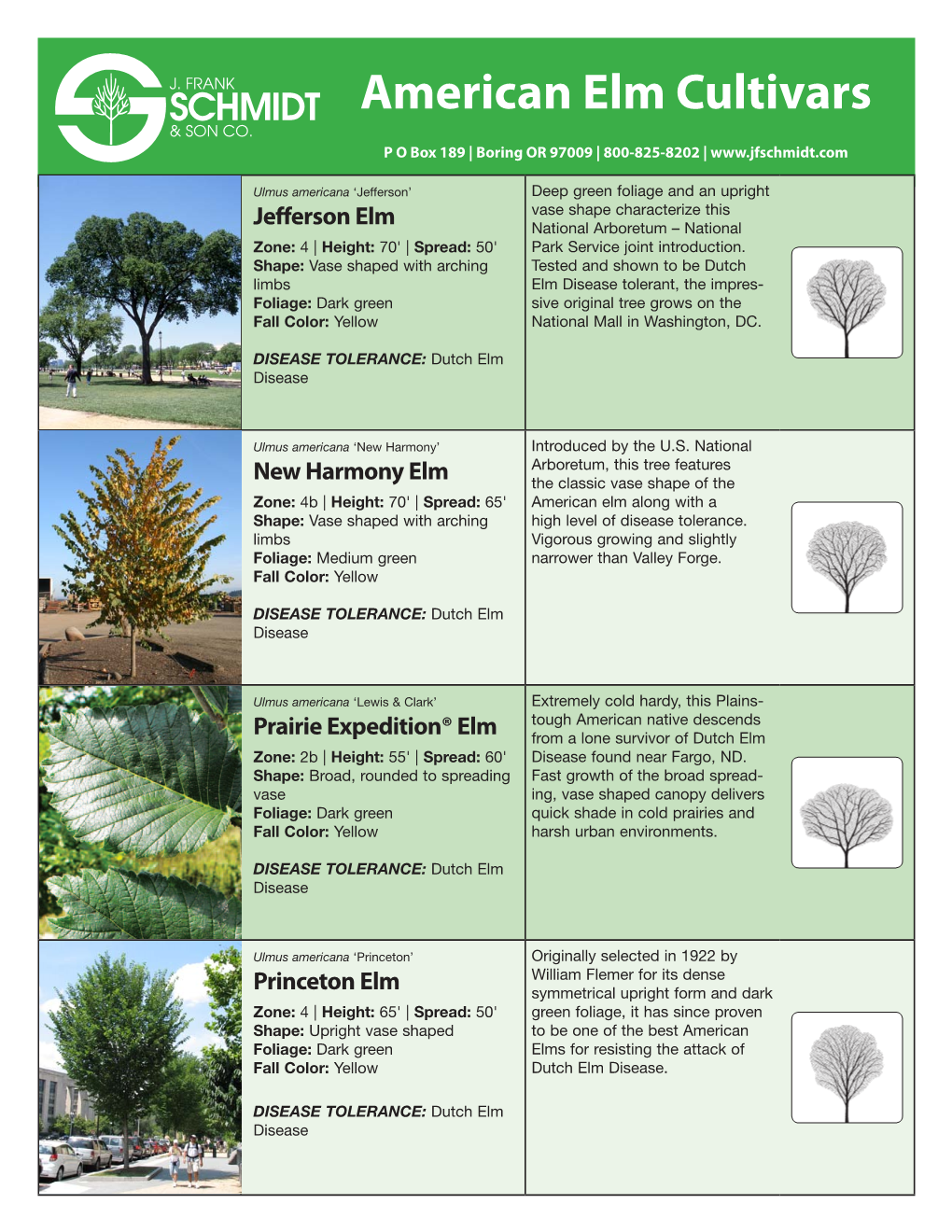 American Elm Cultivars