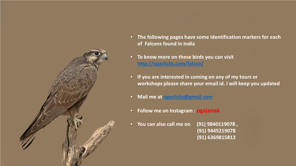 • the Following Pages Have Some Identification Markers for Each of Falcons Found in India