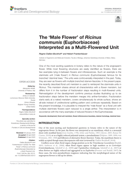 'Male Flower' of Ricinus Communis