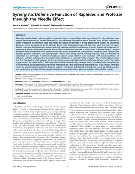 Synergistic Defensive Function of Raphides and Protease Through the Needle Effect