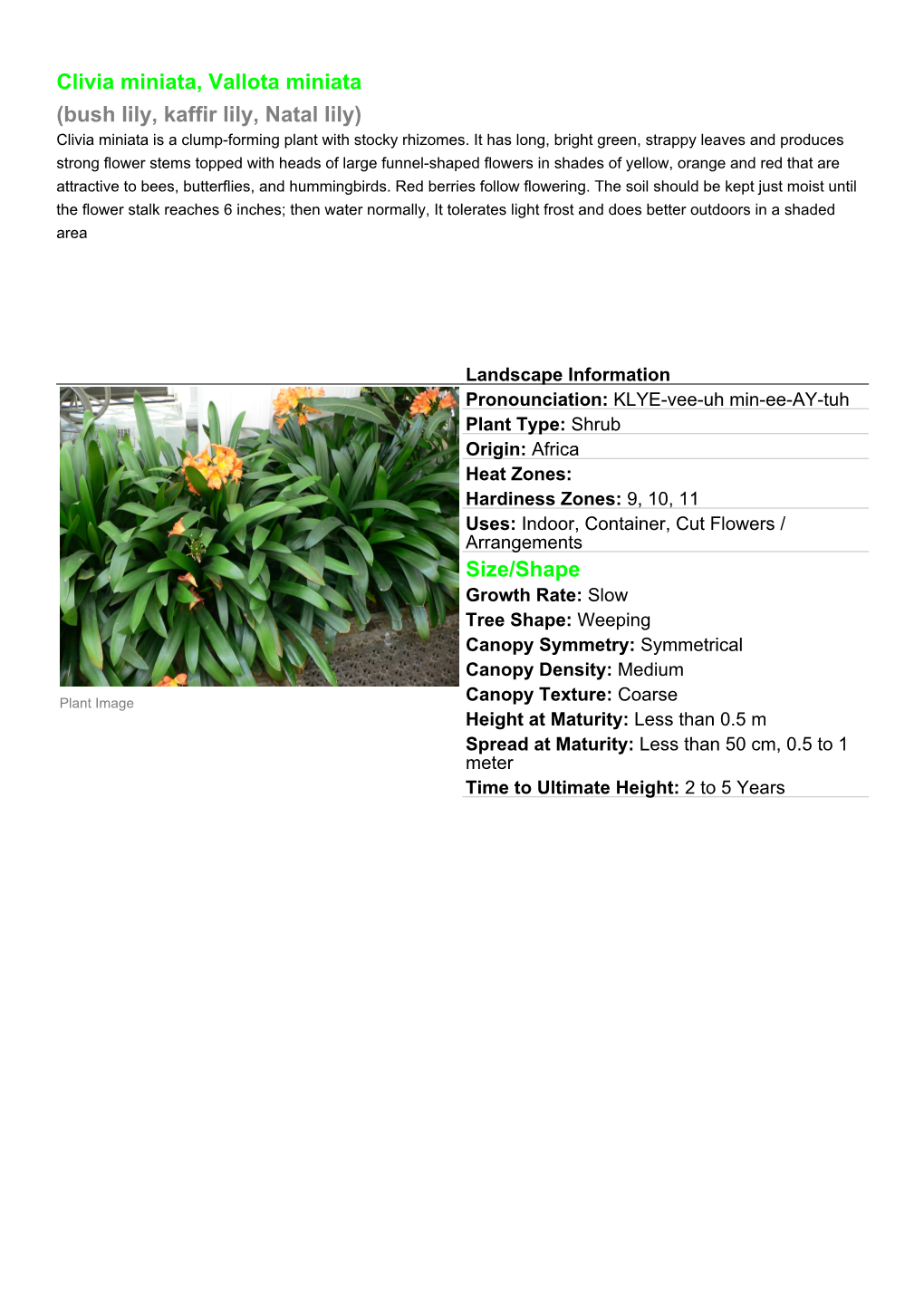 Clivia Miniata, Vallota Miniata (Bush Lily, Kaffir Lily, Natal Lily) Size/Shape