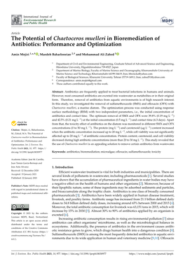 The Potential of Chaetoceros Muelleri in Bioremediation of Antibiotics: Performance and Optimization
