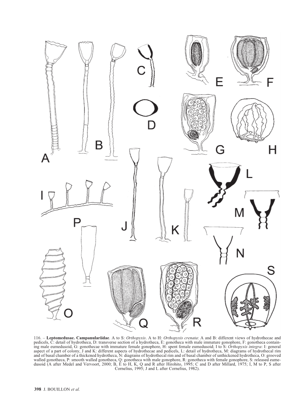 398 J. BOUILLON Et Al. 116. – Leptomedusae. Campanulariidae