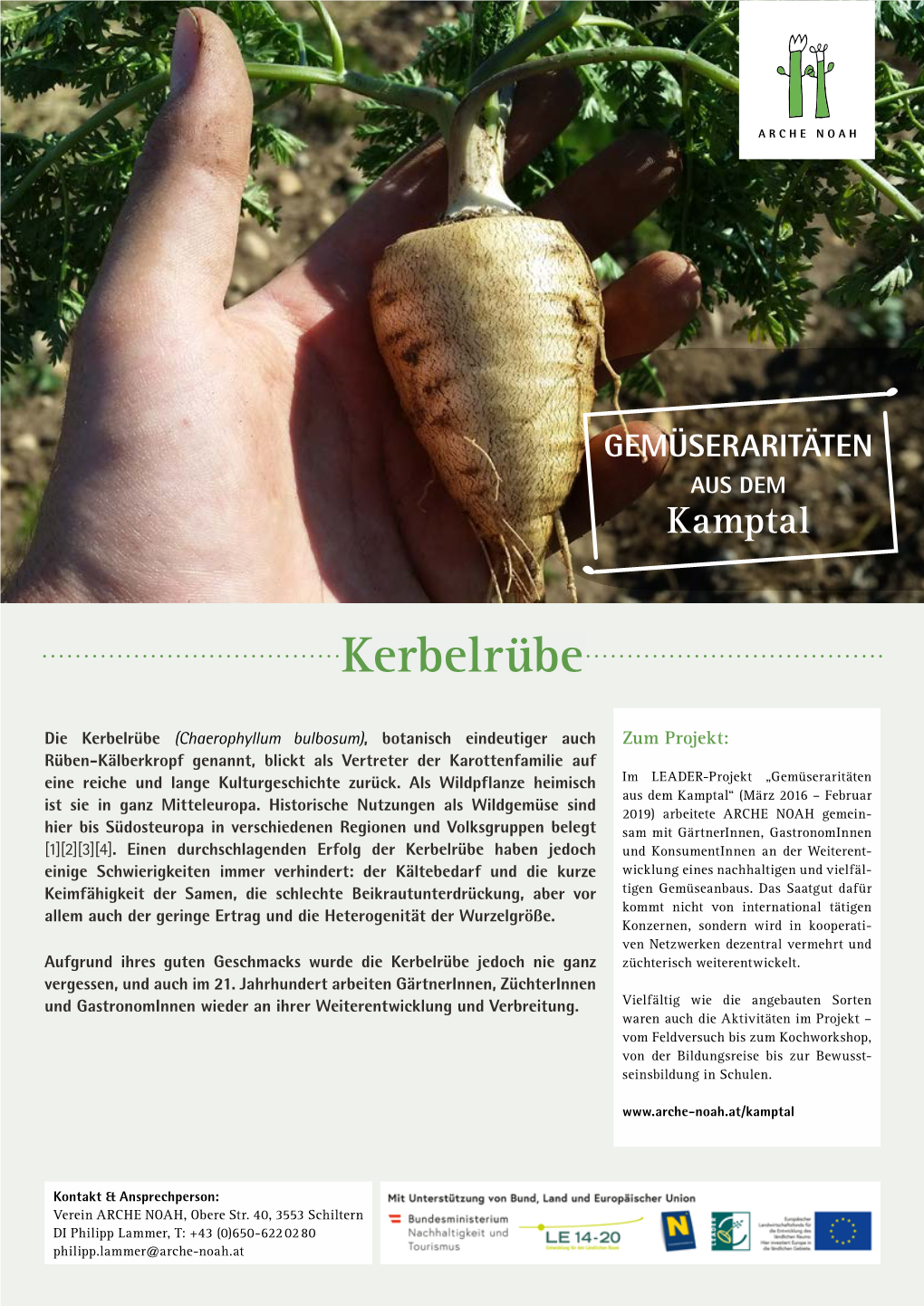 Infoblatt Kerbelrübe (Chaerophyllum Bulbosum)