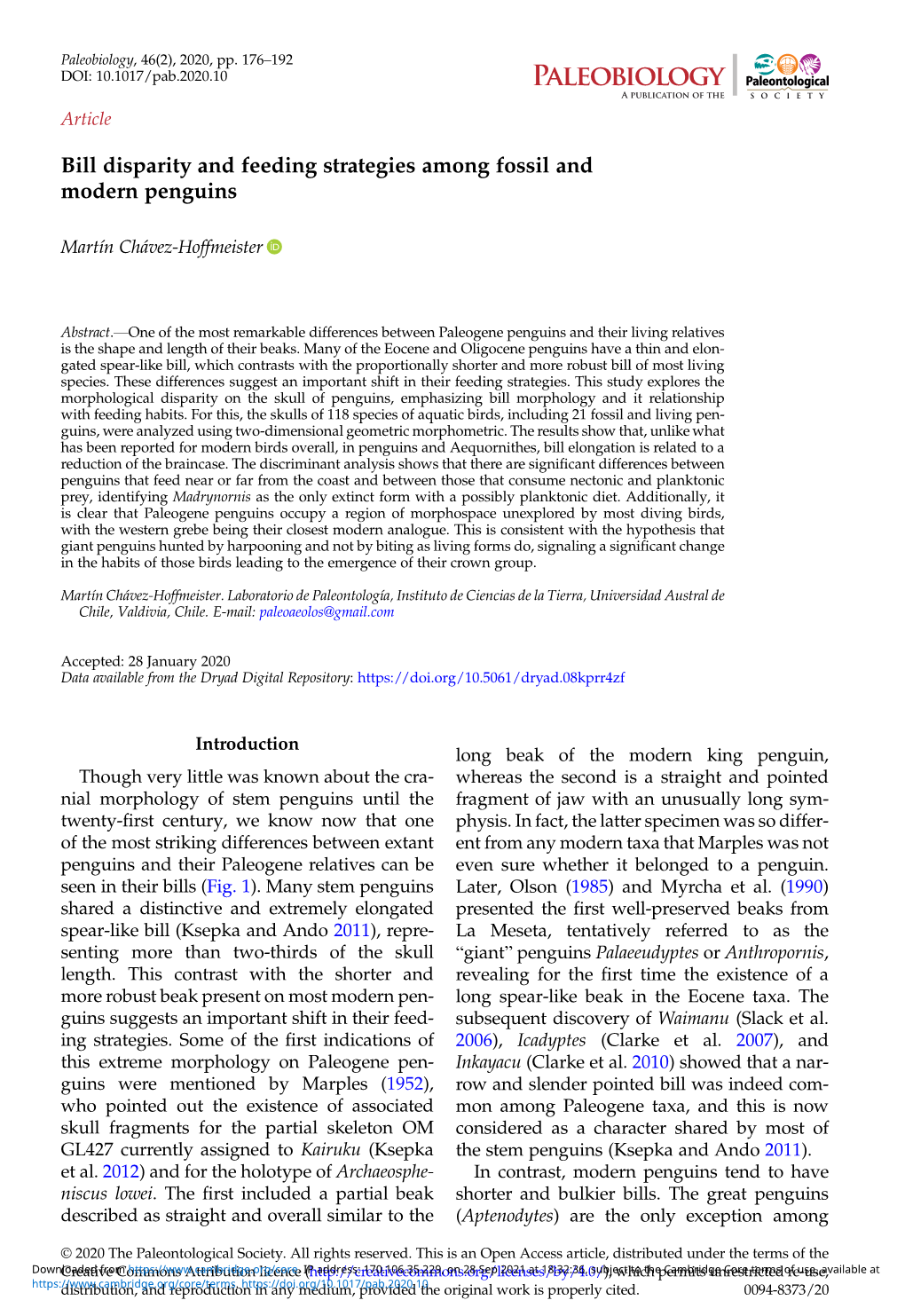 Bill Disparity and Feeding Strategies Among Fossil and Modern Penguins