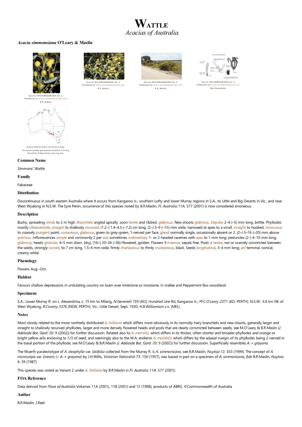 Acacia Simmonsiana O'leary & Maslin