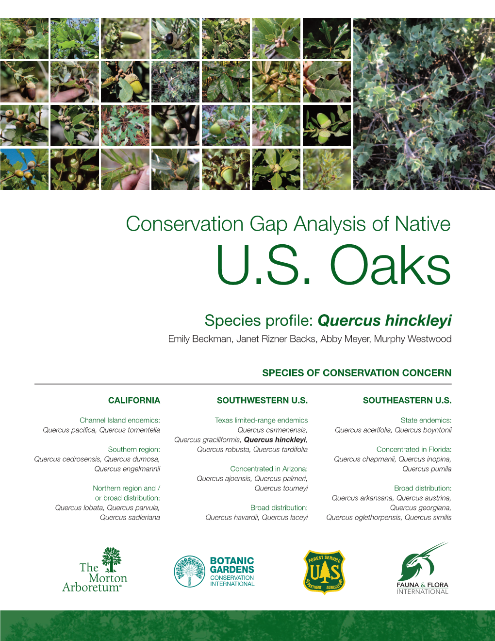 Species Profile: Quercus Hinckleyi