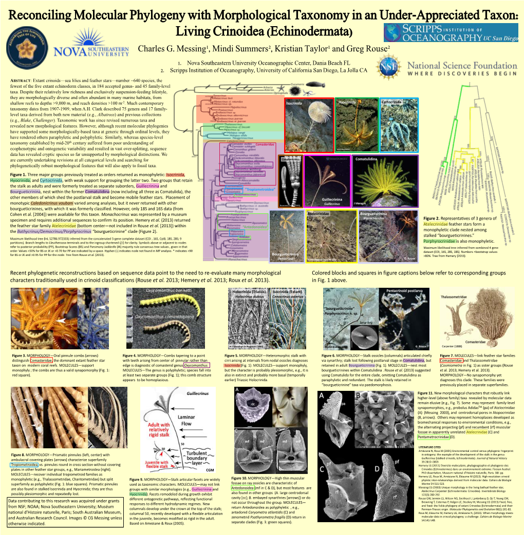 Reconciling Molecular Phylogeny with Morphological Taxonomy in an Under-Appreciated Taxon: Living Crinoidea (Echinodermata) Charles G