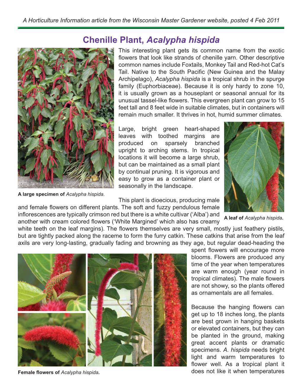 Chenille Plant, Acalypha Hispida This Interesting Plant Gets Its Common Name from the Exotic ﬂ Owers That Look Like Strands of Chenille Yarn