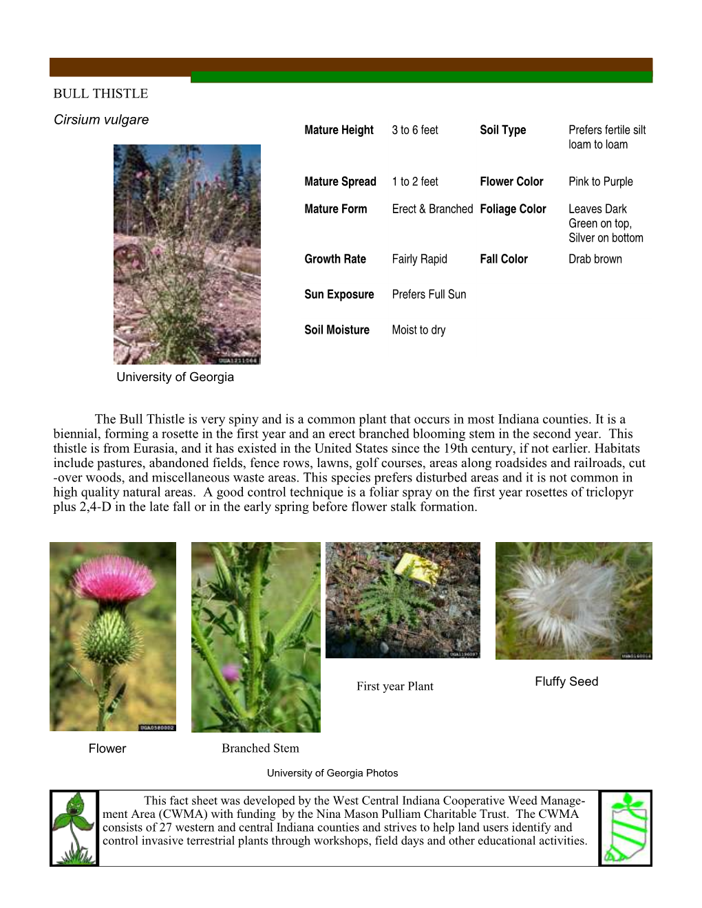 BULL THISTLE Cirsium Vulgare the Bull Thistle Is Very Spiny and Is A